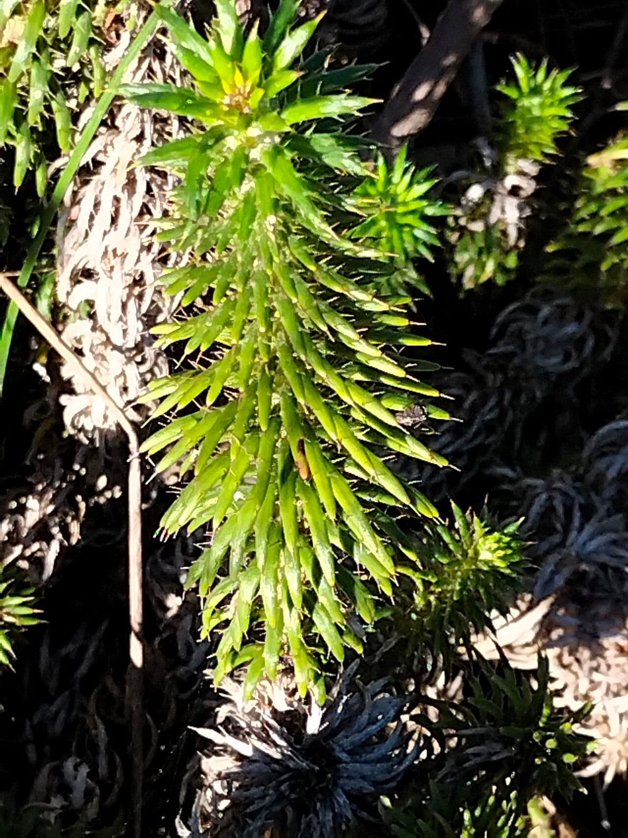 Cullumia 3