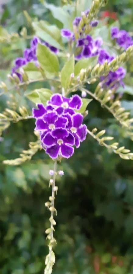 Duranta erecta 9