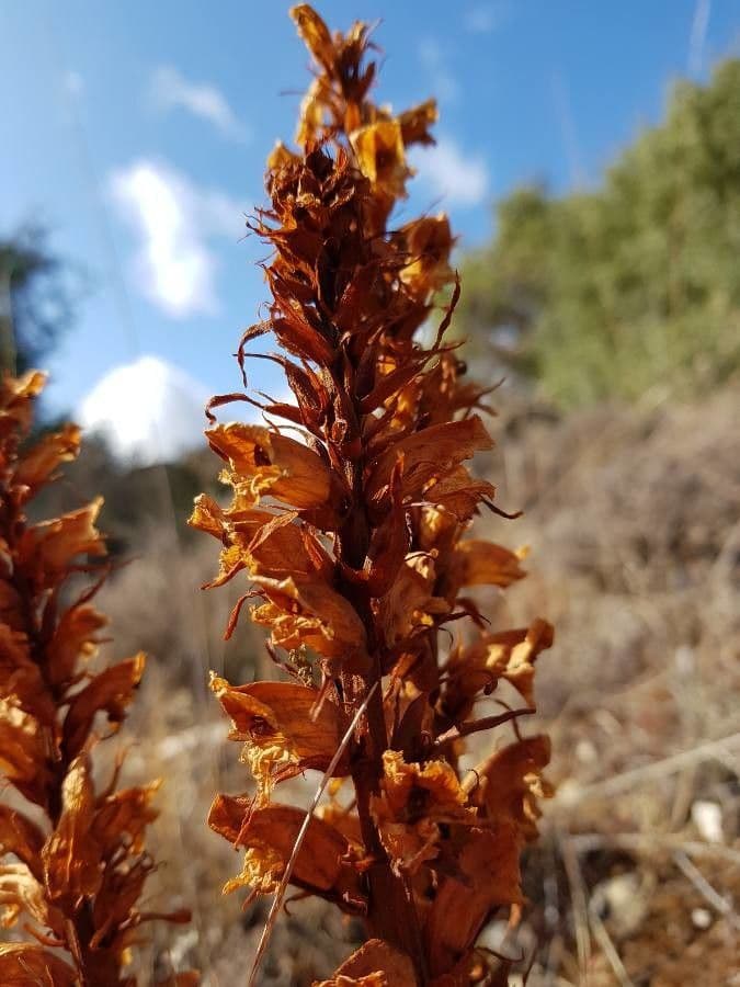 Orobanche del ginestrone 9