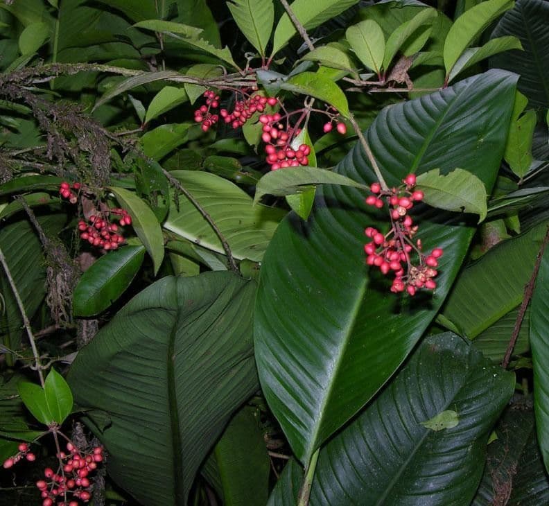 Ixora nicaraguense 16