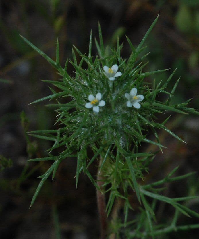 Needleleaf navarretia 8