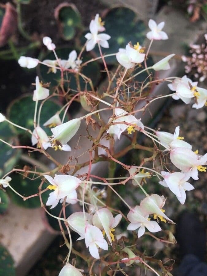 Begonia