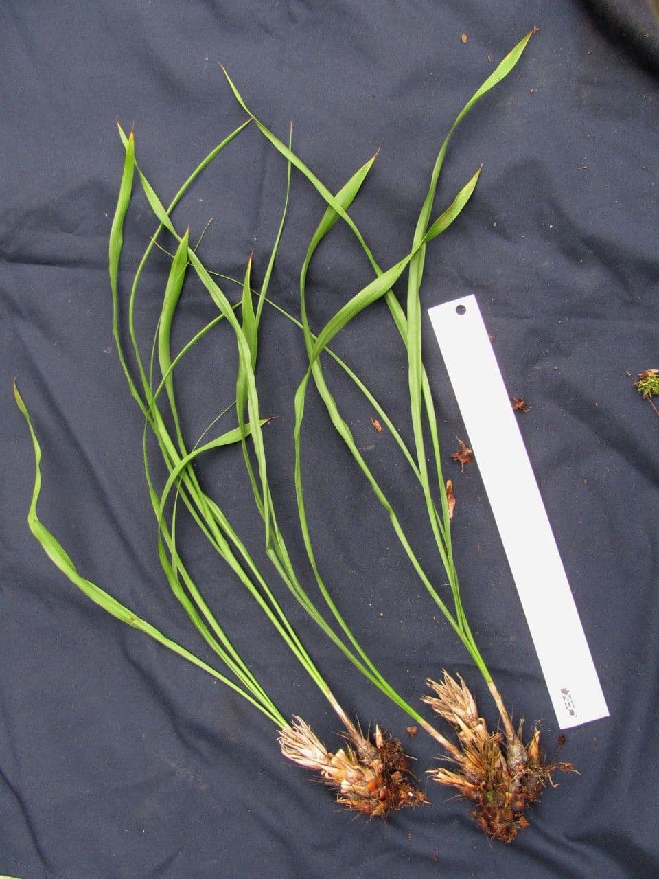 Pitcairnia 7