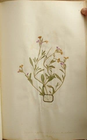 Malcolmia Marittima 22