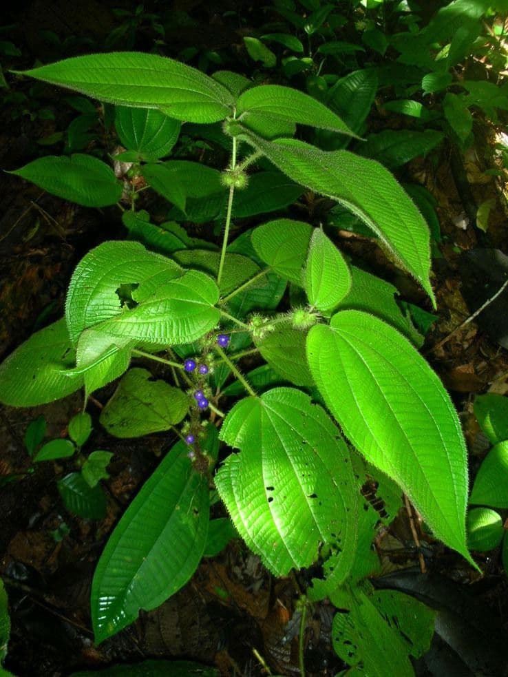 Miconia 12