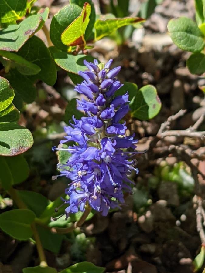 Veronica allionii 2