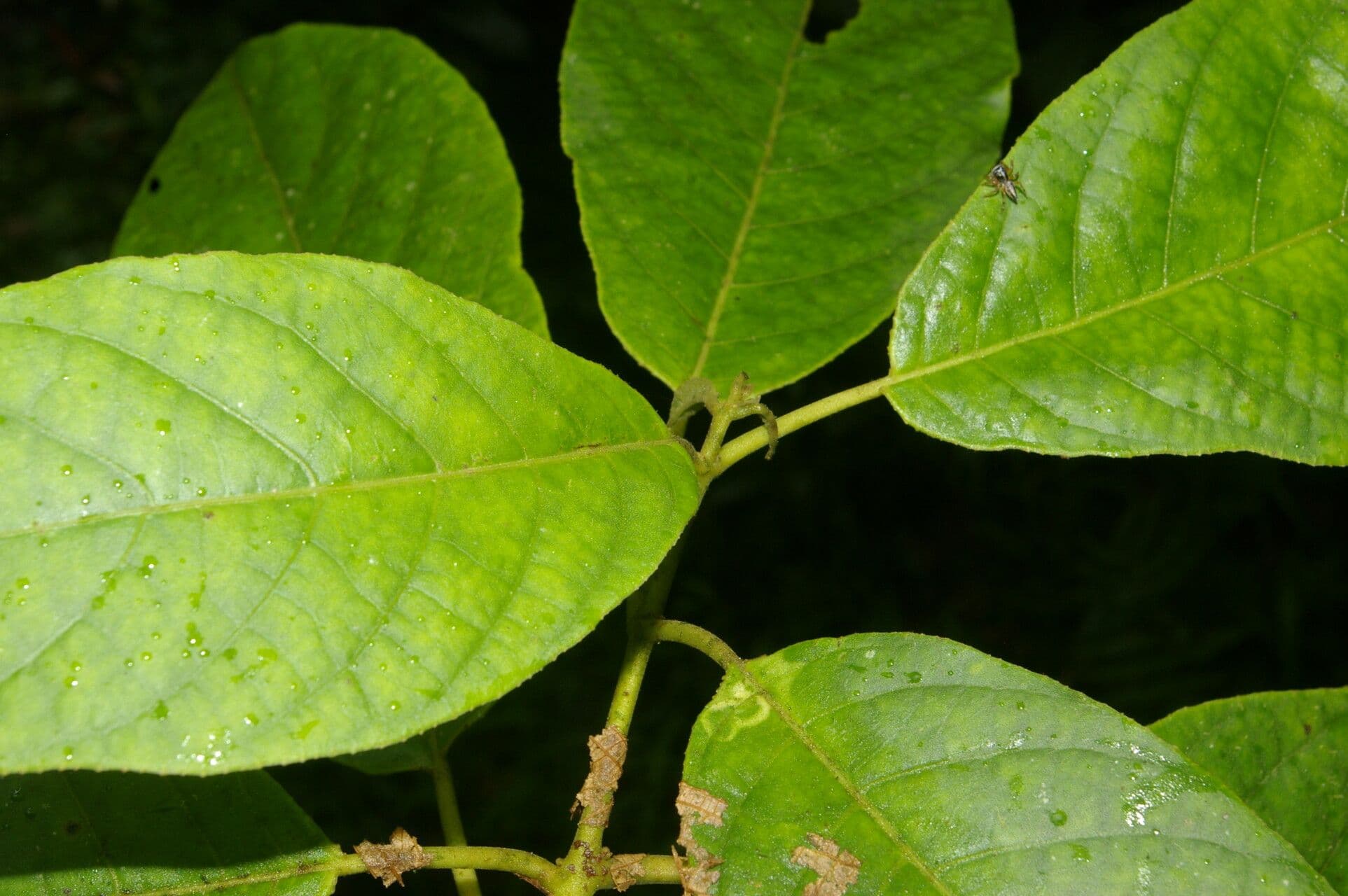 Siparuna thecaphora 11
