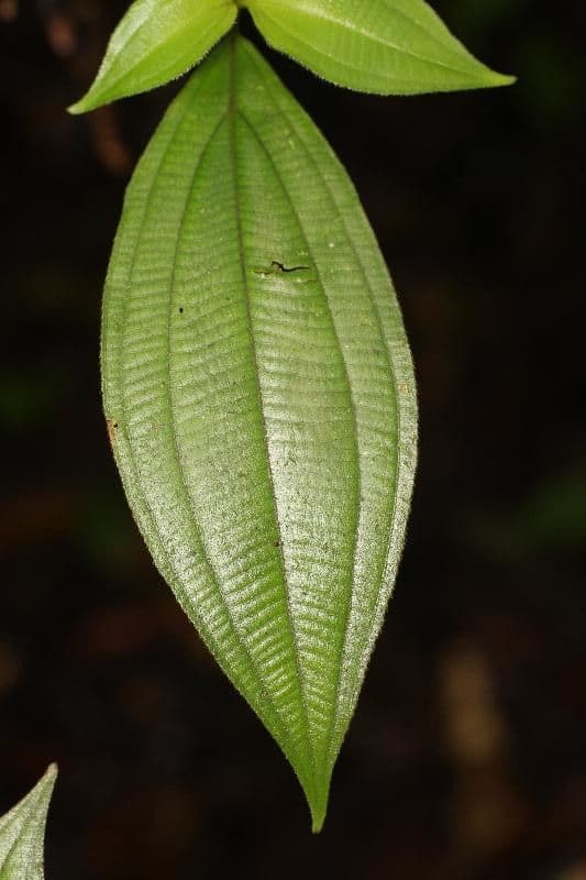 Miconia 2