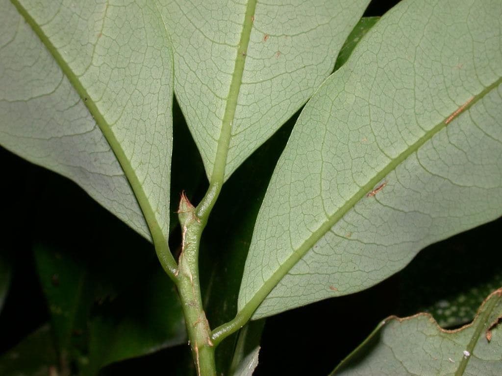 Erythroxylum 9