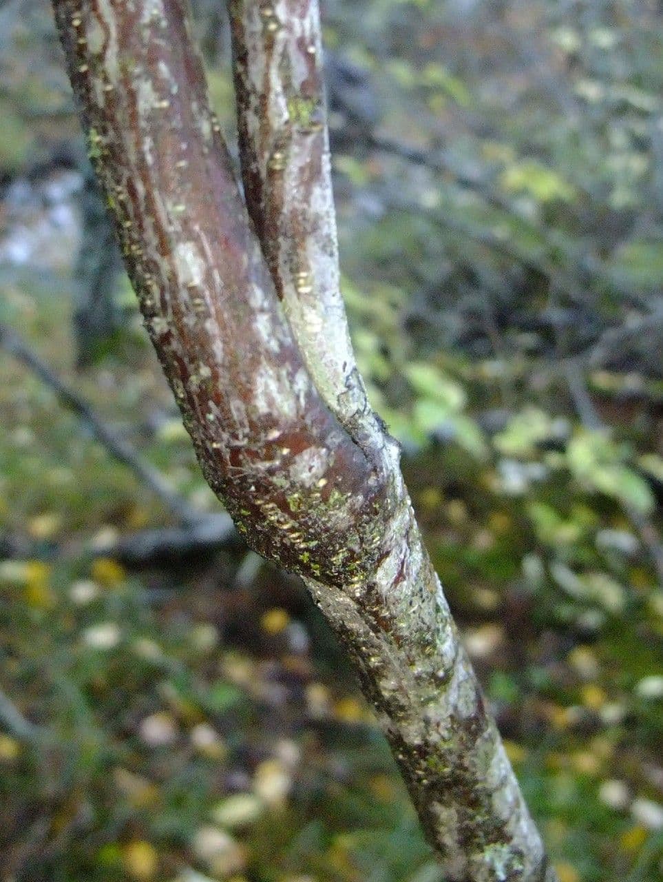 Fusain à larges feuilles 23
