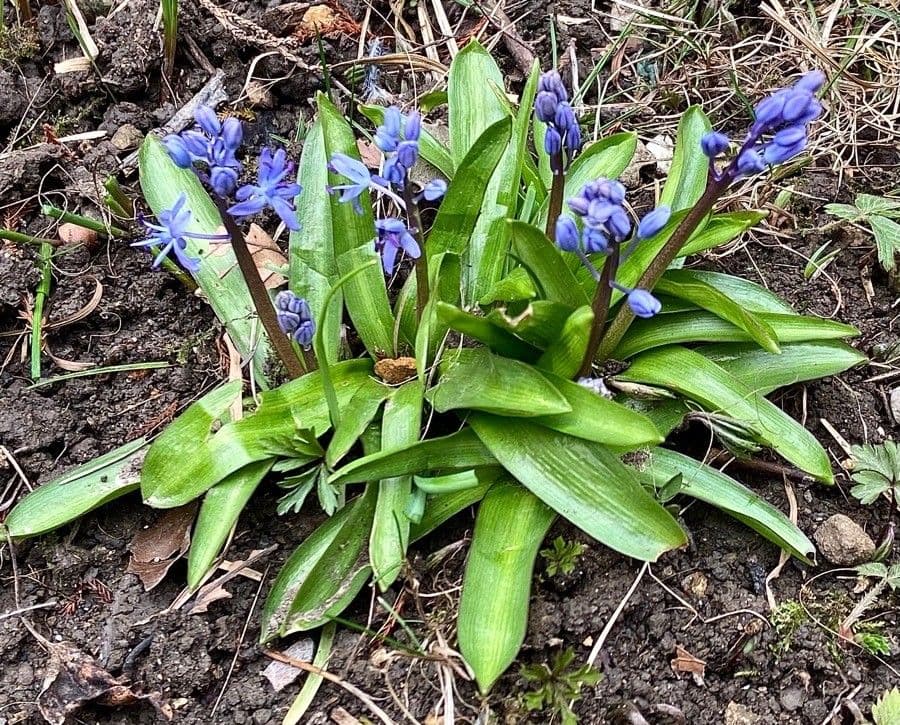 Scilla lilio-hyacinthus 11