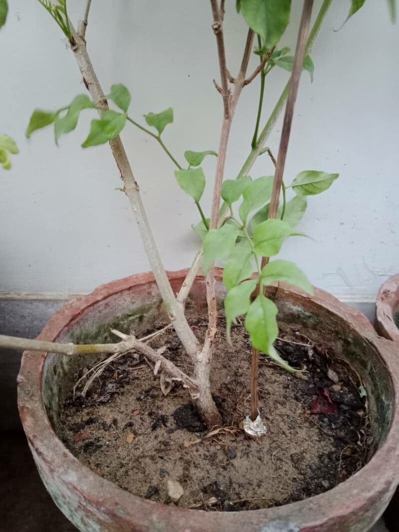 Clitoria ternatea 28