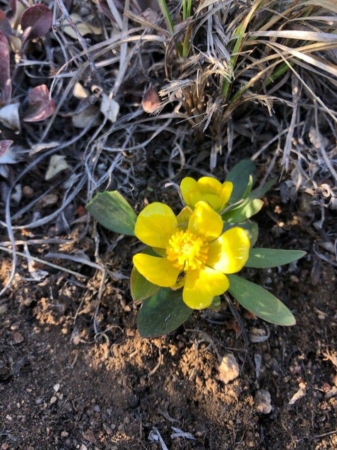 Ranunculus glaberrimus 4