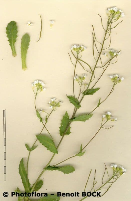 Arabetta alpina 27