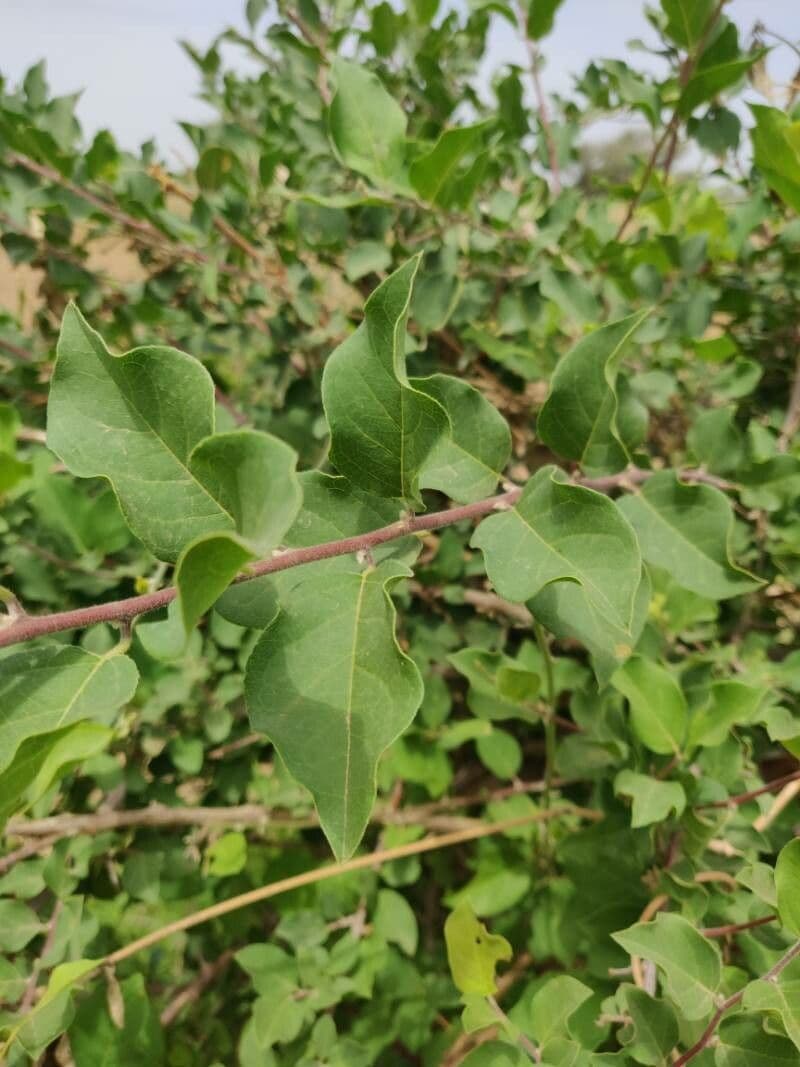 Combretum 19