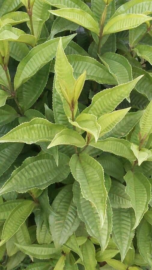 Miconia prasina 11