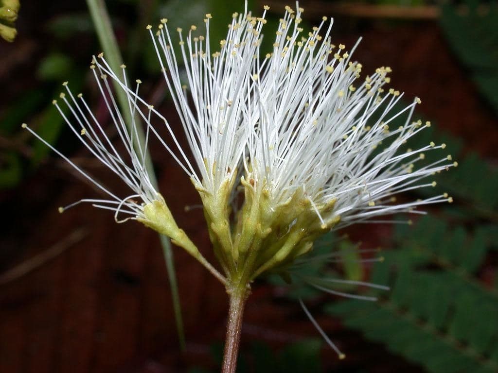 Albizia carbonaria 8