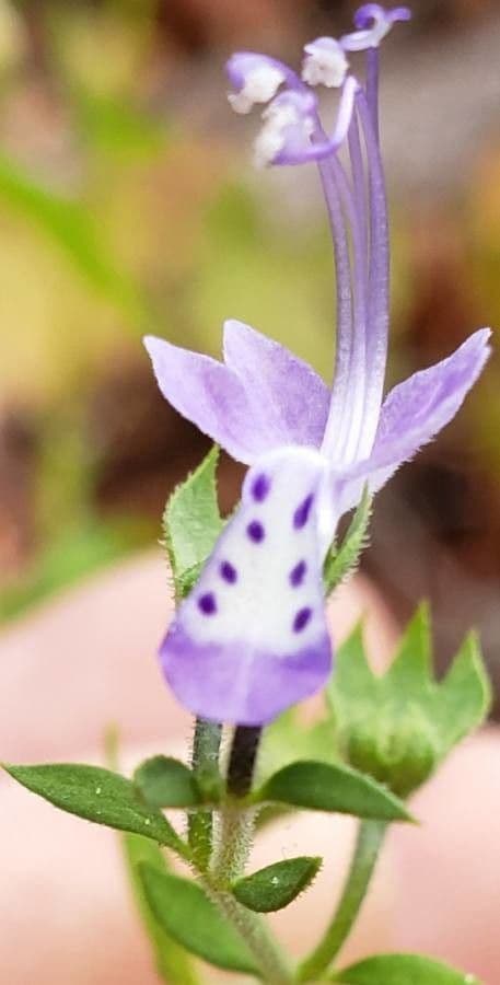 Trichostema Dichotomum 5