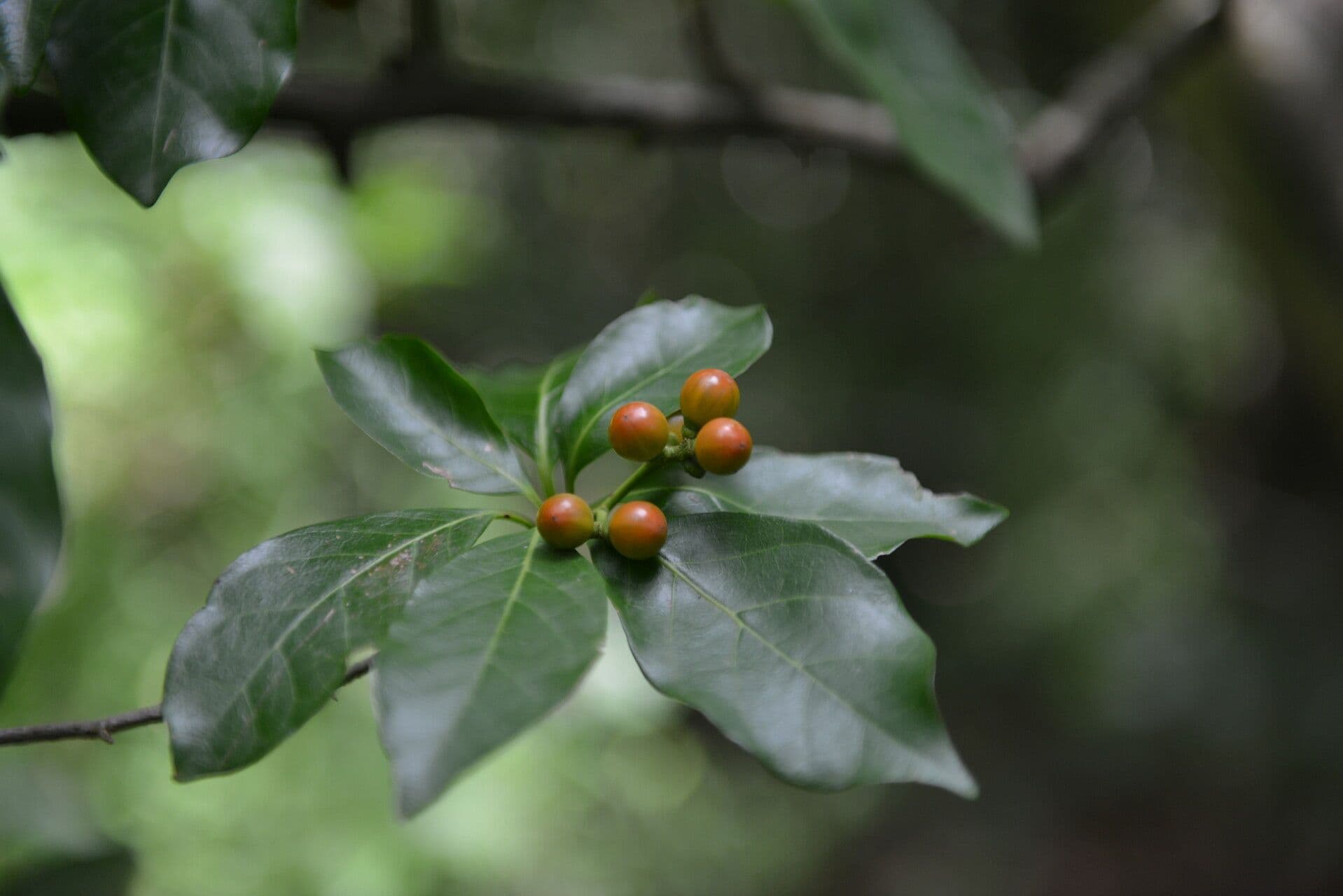 Rochefortia 4