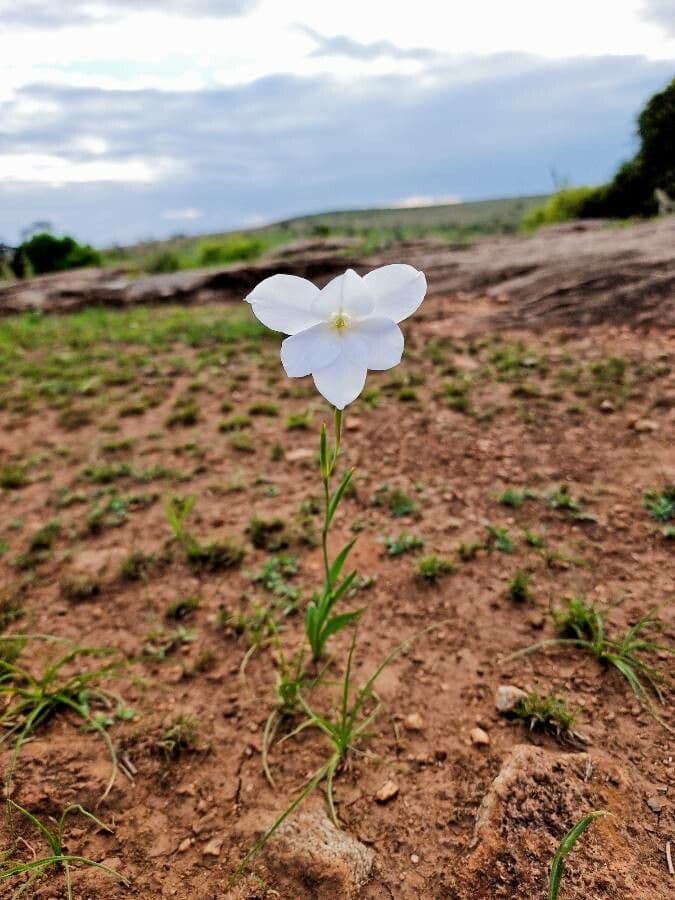 Gladiole 4