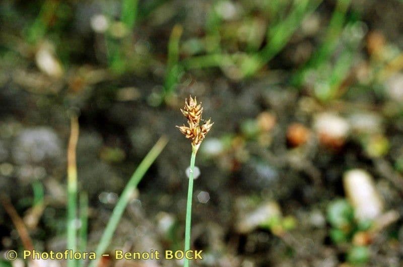 Carex di Lachenal 19