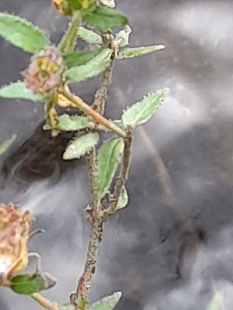 Cuphea pegajosa 11