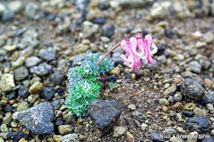 Dicentra