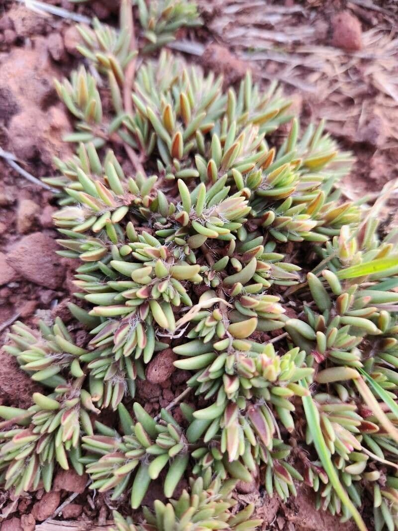 Portulaca foliosa 3