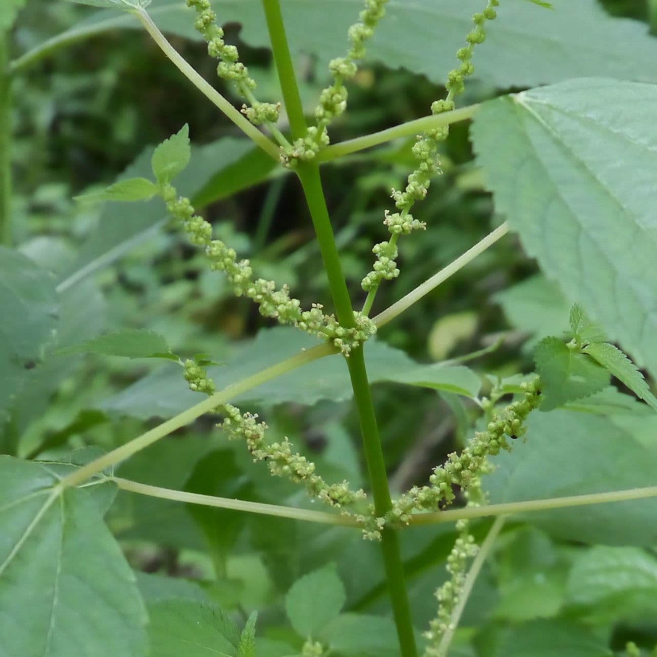 Boechmeria 10