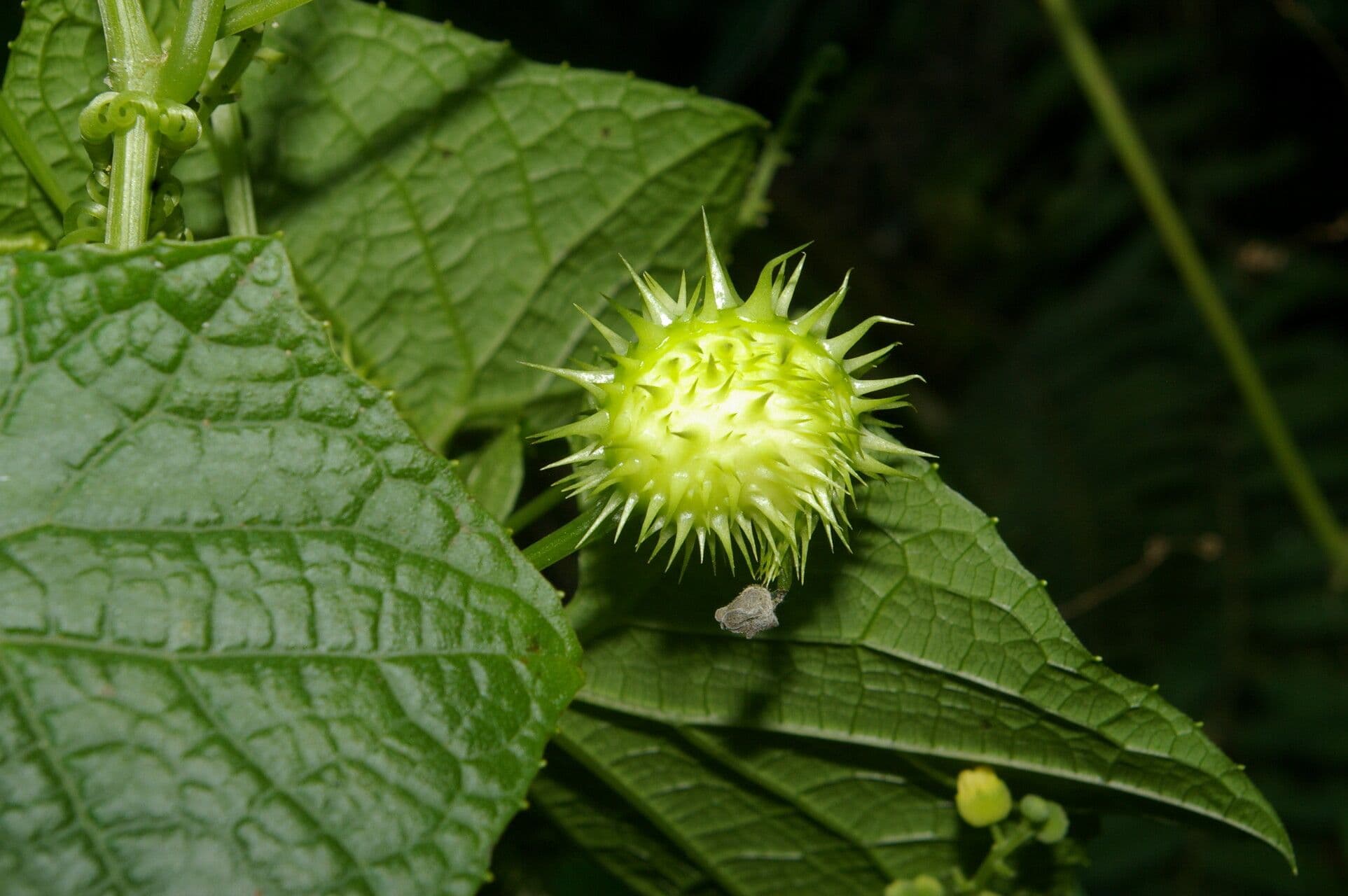 Echinopepon 2