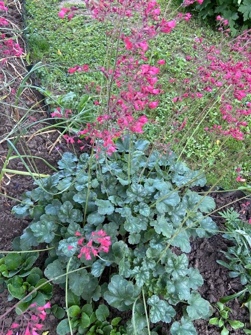 Heuchera 30