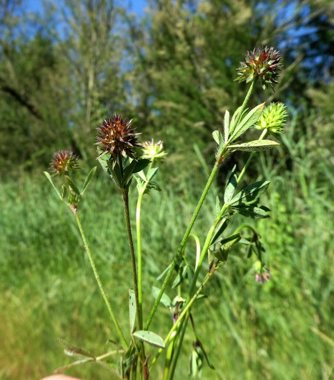 Trifoglio 22