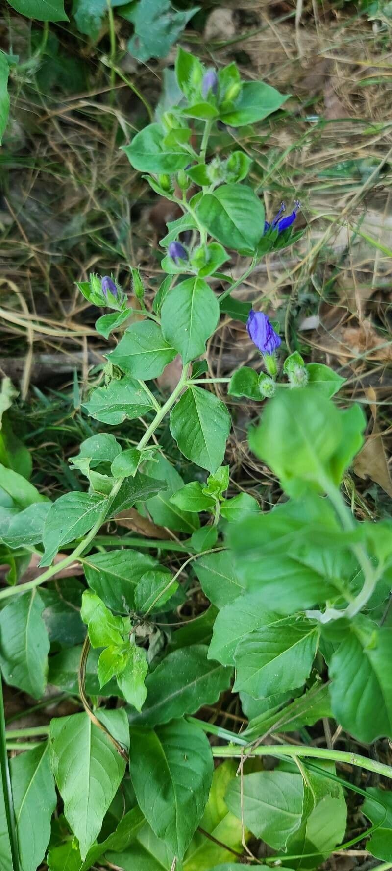Hydrolea 13