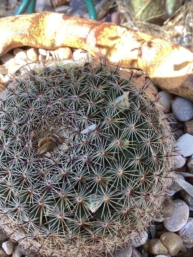 Thelocactus 7