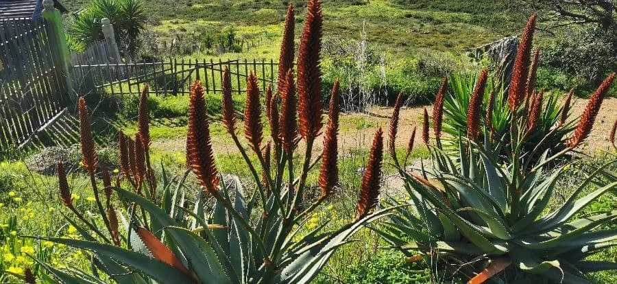 Aloe divá 6