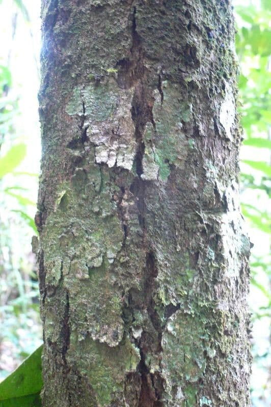 Garcinia 15