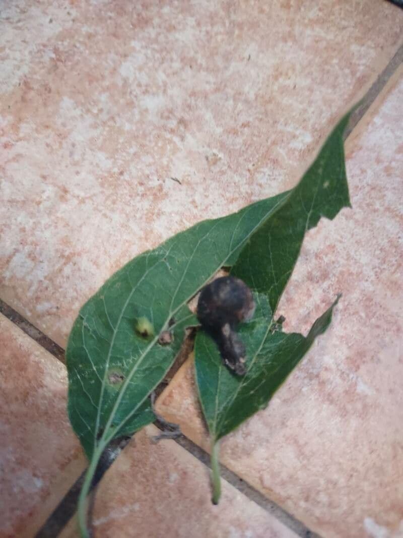 Celtis laevigata 15