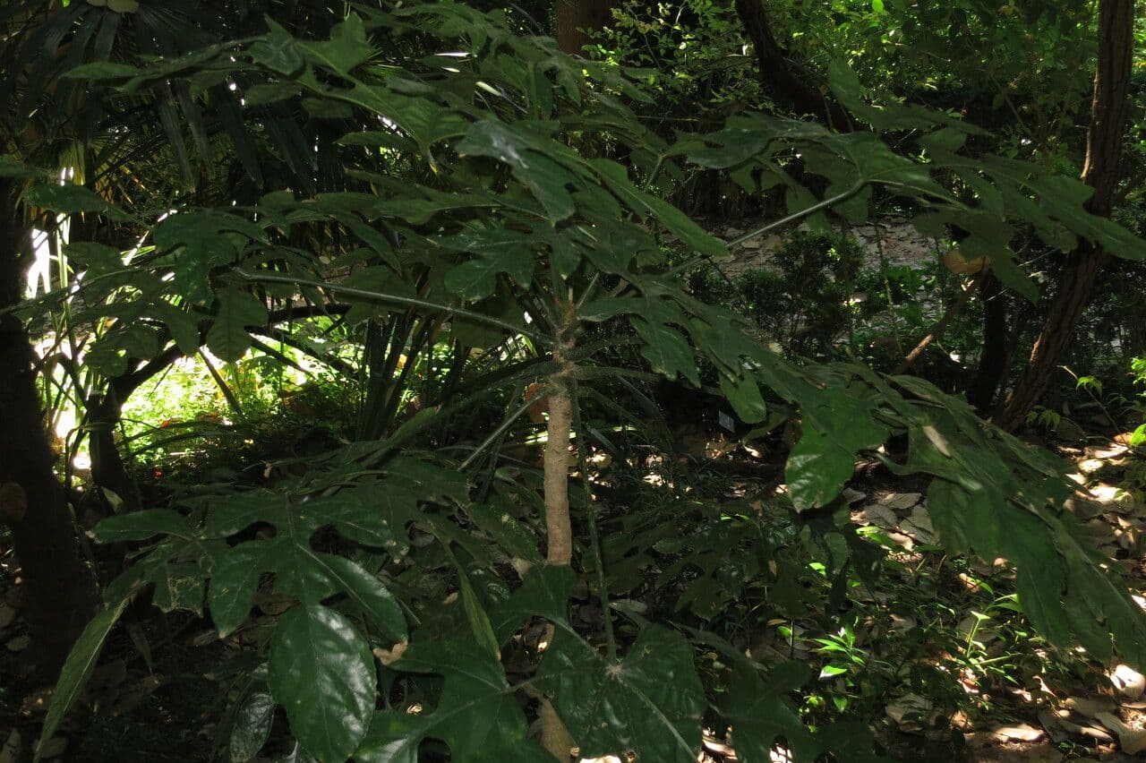 Trevesia palmata 4