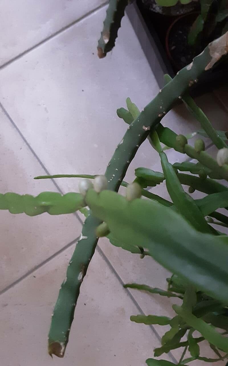 Rhipsalis micrantha