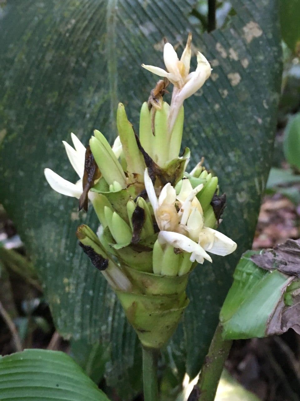 Pampano 6