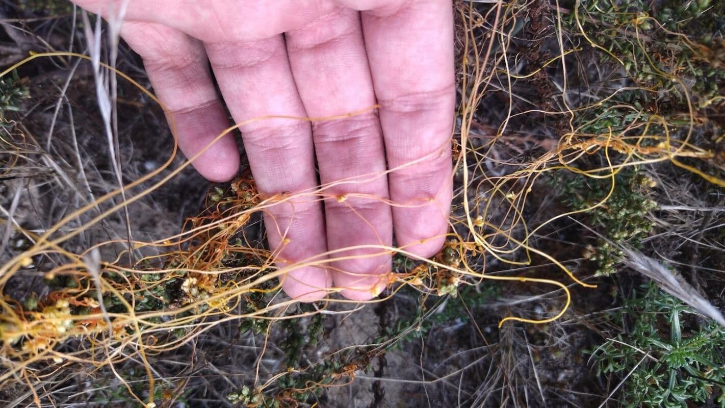 Cuscuta denticolata 3