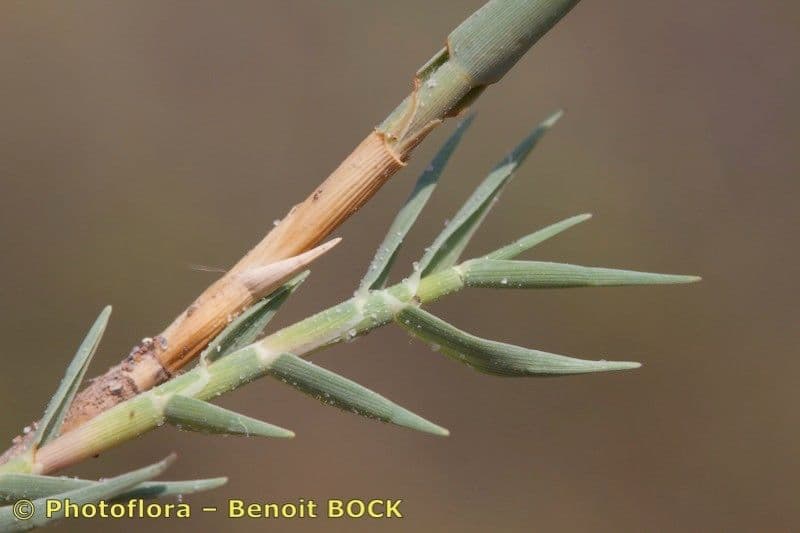 Aeluropus 21