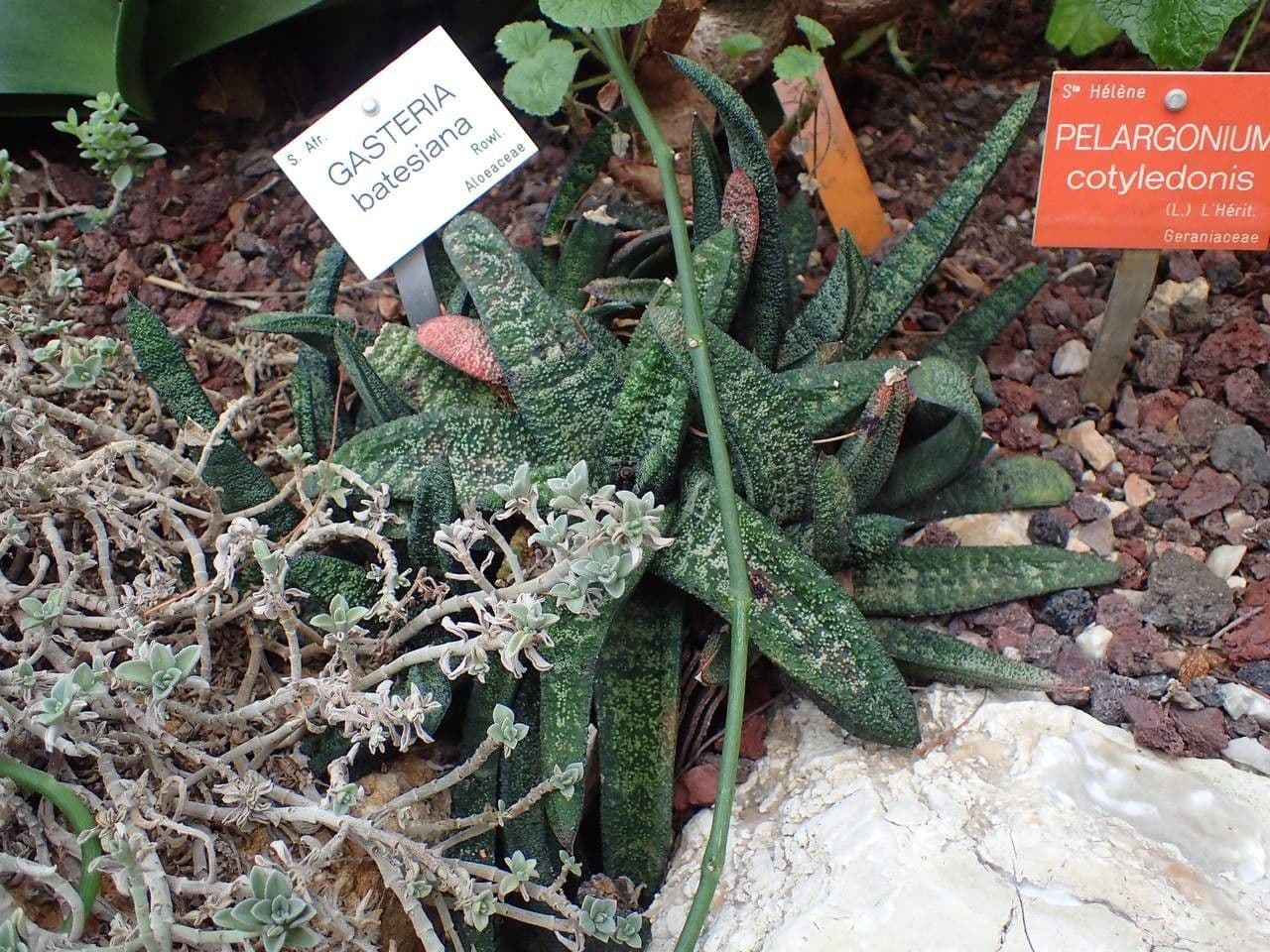 Gasteria 5