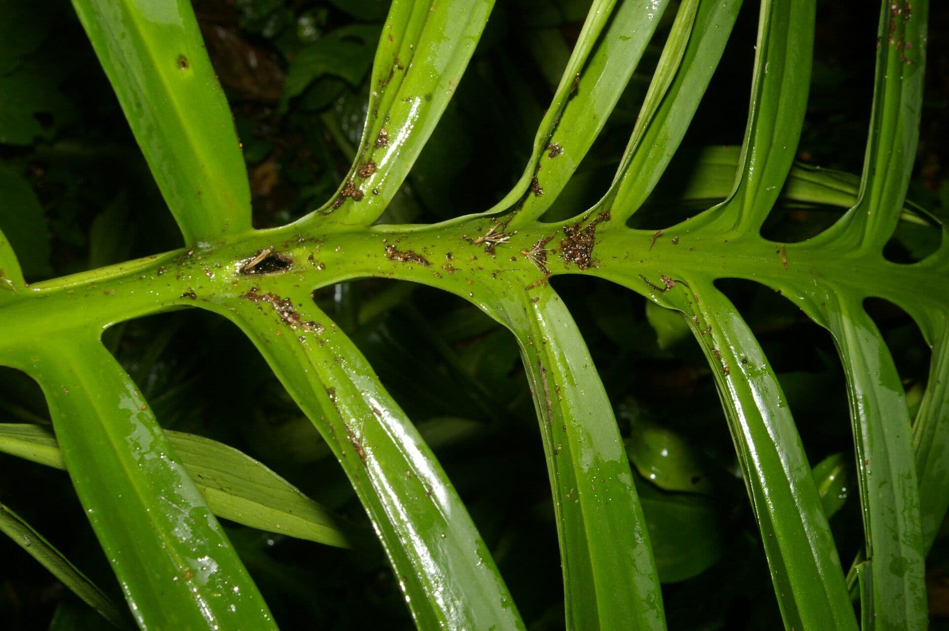 Monstera 2