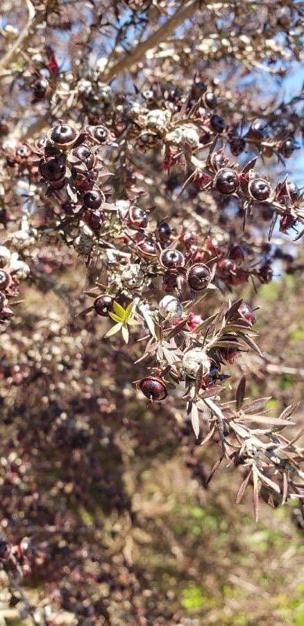Manuka