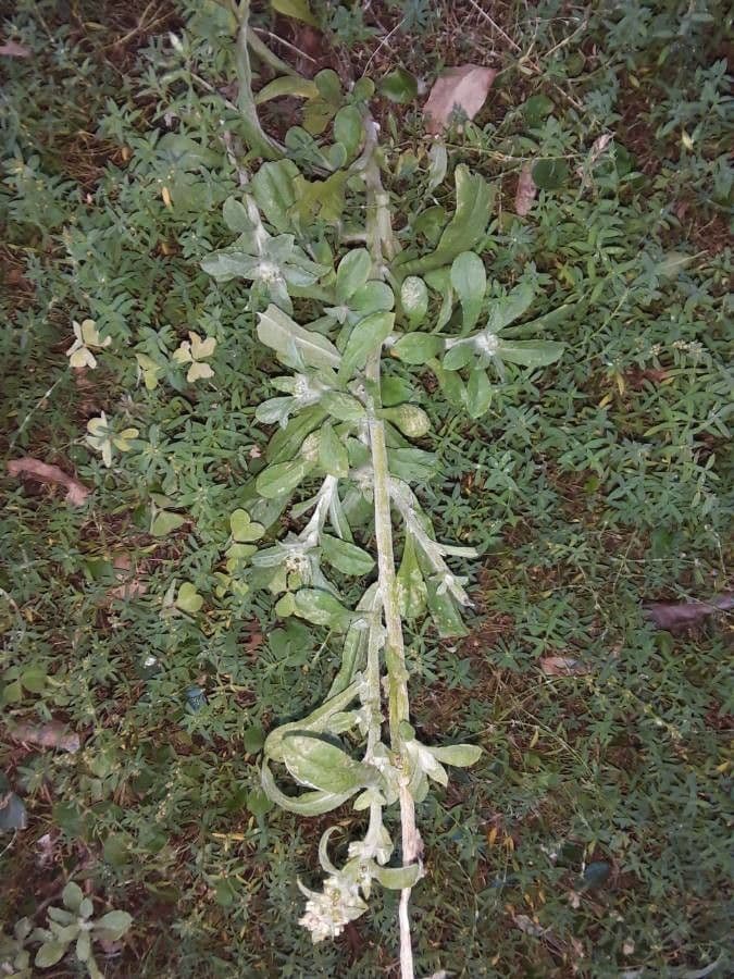 Bambagia spatolata 17