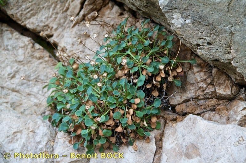 Dickblättriges Gänseblümchen 6