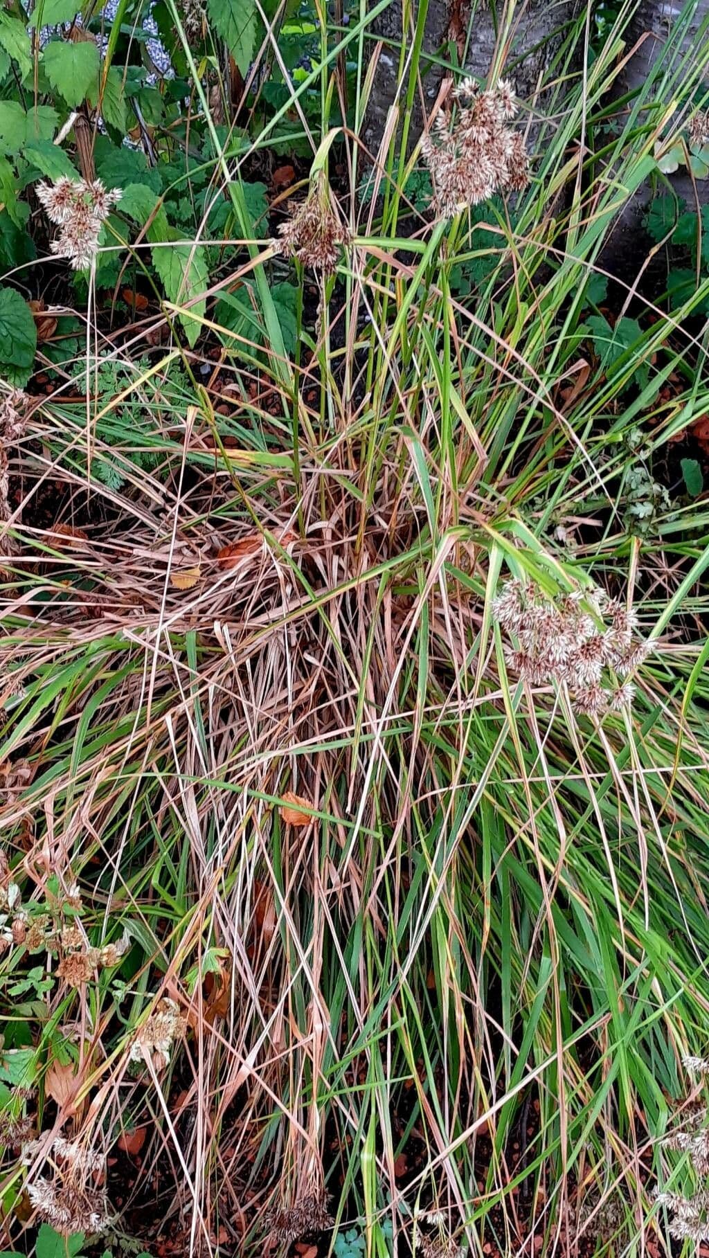 Erba lucciola bianca 11