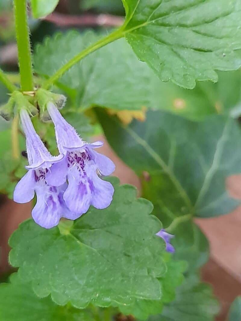 Glechoma hirsuta 3