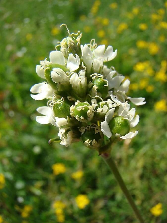 Silene